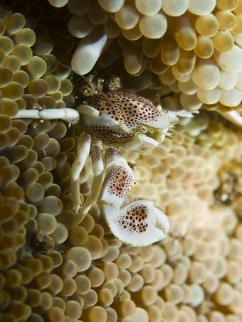 Porcelain crab